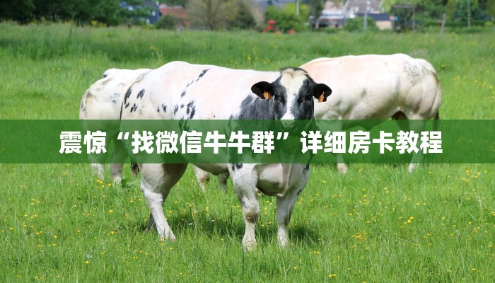  震惊“找微信牛牛群”详细房卡教程