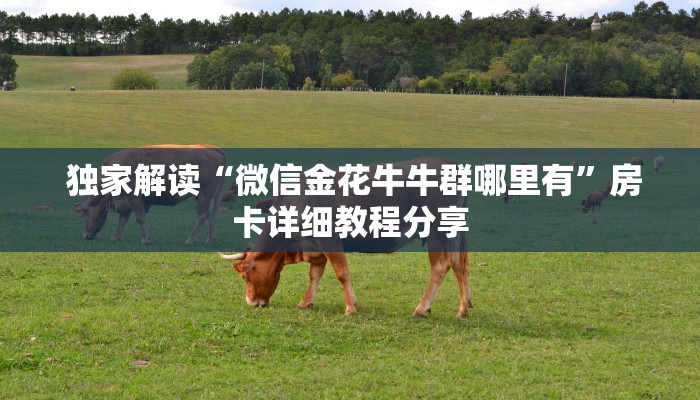  独家解读“微信金花牛牛群哪里有”房卡详细教程分享