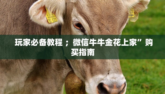  独家了解“微信牛牛链接房卡在哪里弄”房卡使用教程