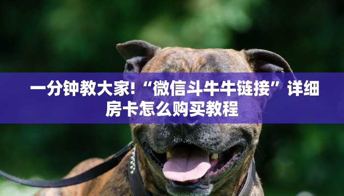  一分钟教大家!“微信斗牛牛链接”详细房卡怎么购买教程