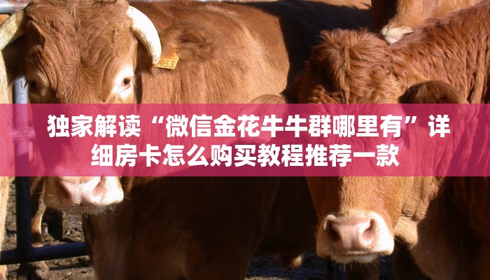  独家解读“微信金花牛牛群哪里有”详细房卡怎么购买教程推荐一款