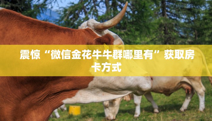  重要信息“牛牛炸金花房卡”(详细分享开挂教程)