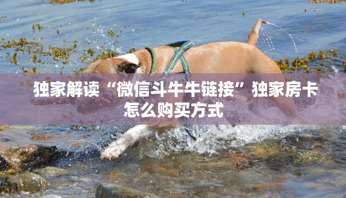  独家解读“微信斗牛牛链接”独家房卡怎么购买方式